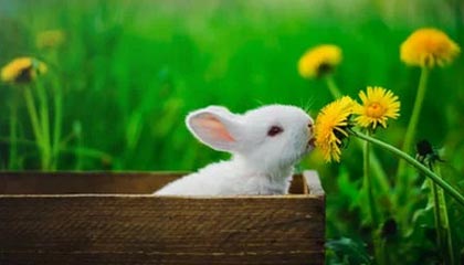 【德甲】16岁神童创进球纪录 换帅多特客负柏林联盟